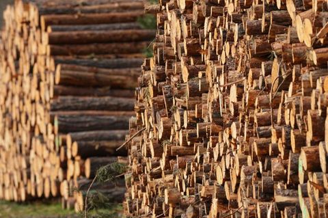 Holz