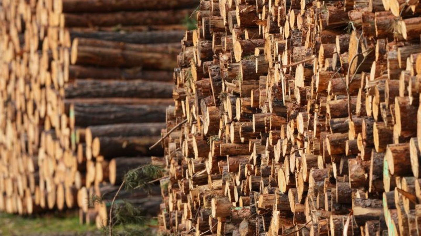 Holz