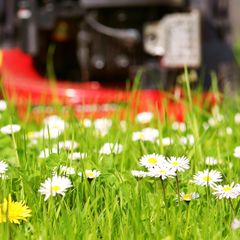 Gänseblümchen im Gras mit herannahendem Rasenmäher im Hintergrund