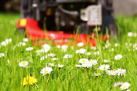Gänseblümchen im Gras mit herannahendem Rasenmäher im Hintergrund