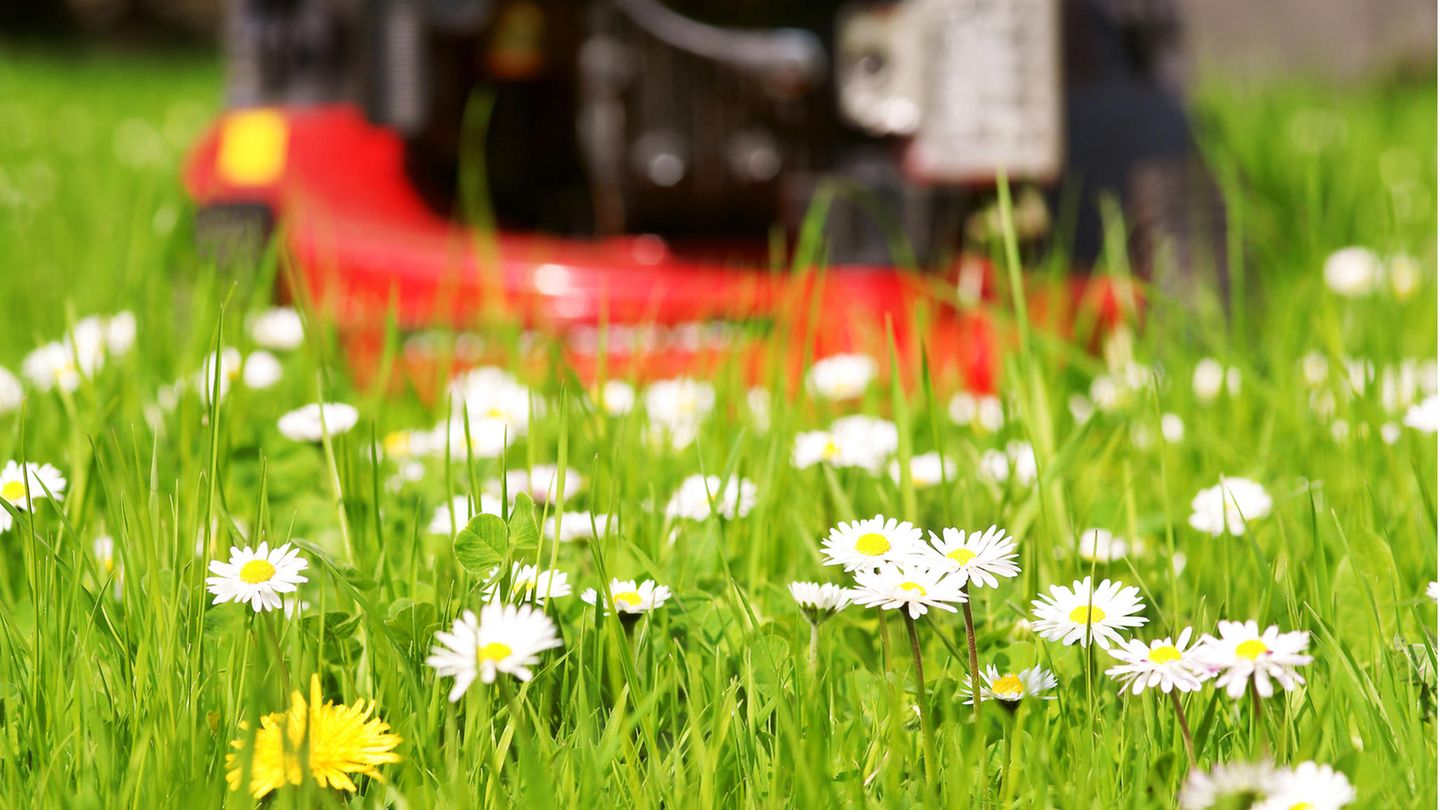 Gänseblümchen im Gras mit herannahendem Rasenmäher im Hintergrund