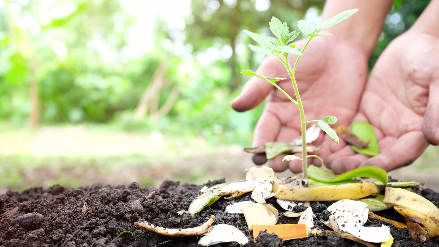 Bananenschalen als Dünger im Garten