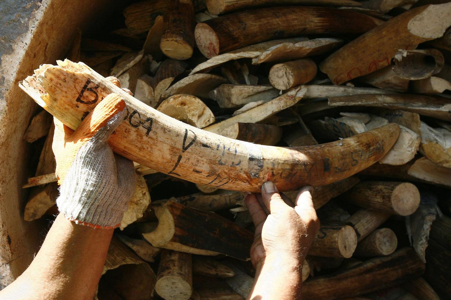 Die Radiokarbondatierung dient auch Ermittlungsteams im Kampf gegen illegalen Handel mit Elfenbein aus Elefantenstoßzähnen