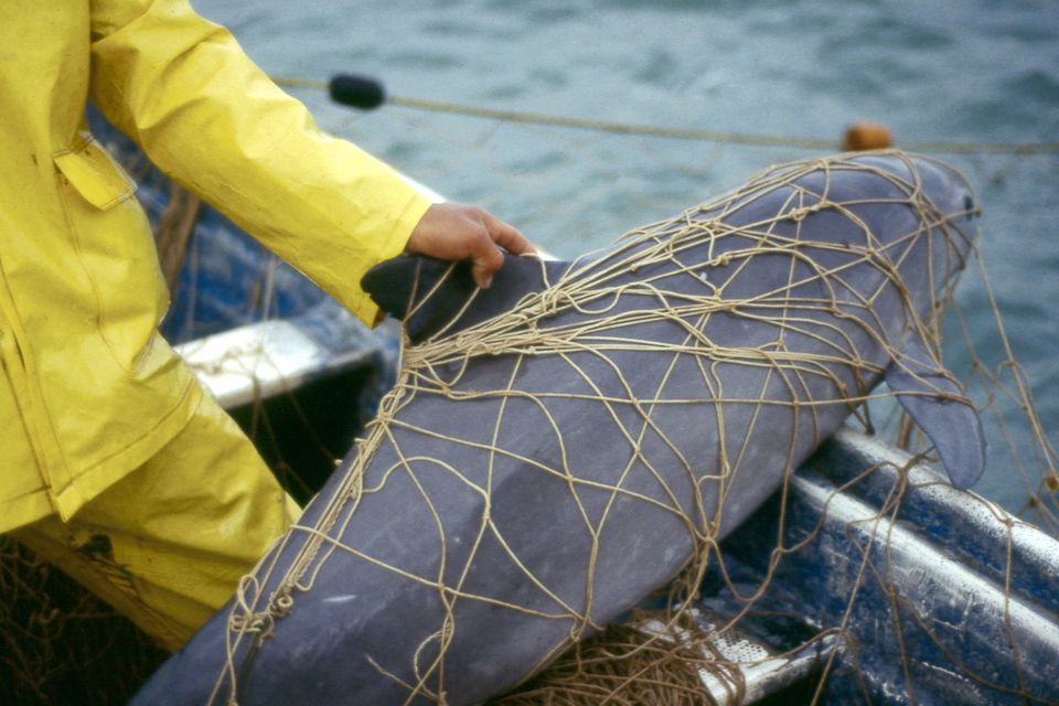 Ein Vaquita im Netz eines Fischers in Golfo de Santa Clara, am nördlichen Rand des Golfs von Kalifornien in Sonora, Mexiko