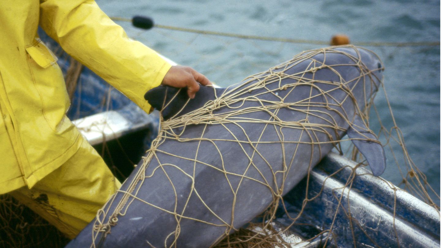 Ein Vaquita im Netz eines Fischers in Golfo de Santa Clara, am nördlichen Rand des Golfs von Kalifornien in Sonora, Mexiko