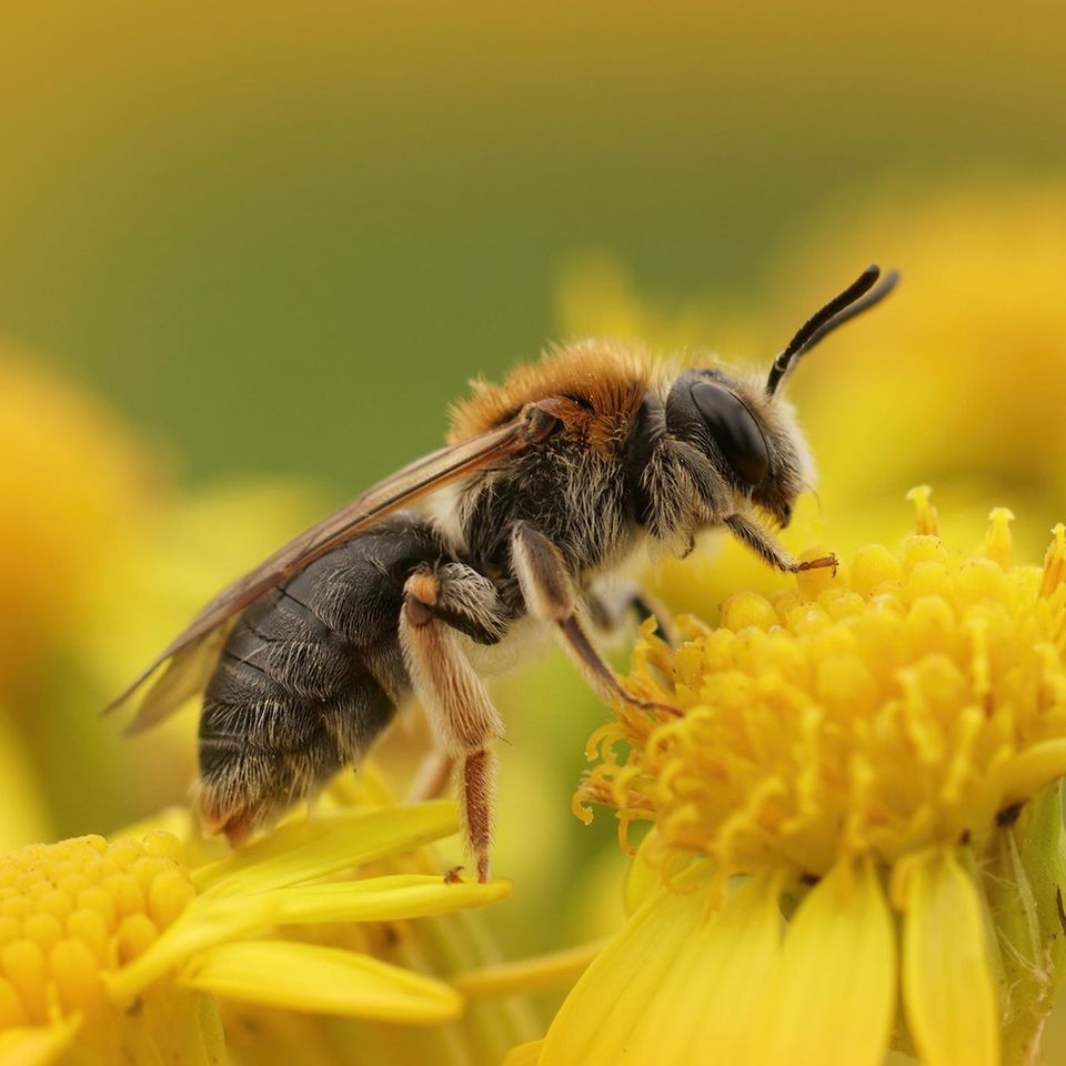 Sandbienen sind für Laien oft nur schwer von Honigbienen zu unterscheiden