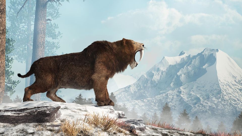 Reißerisch: Wer dieser Säbelzahnkatze in der Steinzeit vor etwa 30 000 Jahren begegnet, muss um sein Leben fürchten. Tatsächlich leben damals auch schon die ersten Menschen
