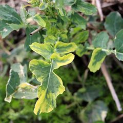 Pflanze mit gelben Blättern wegen Nährstoffmangel