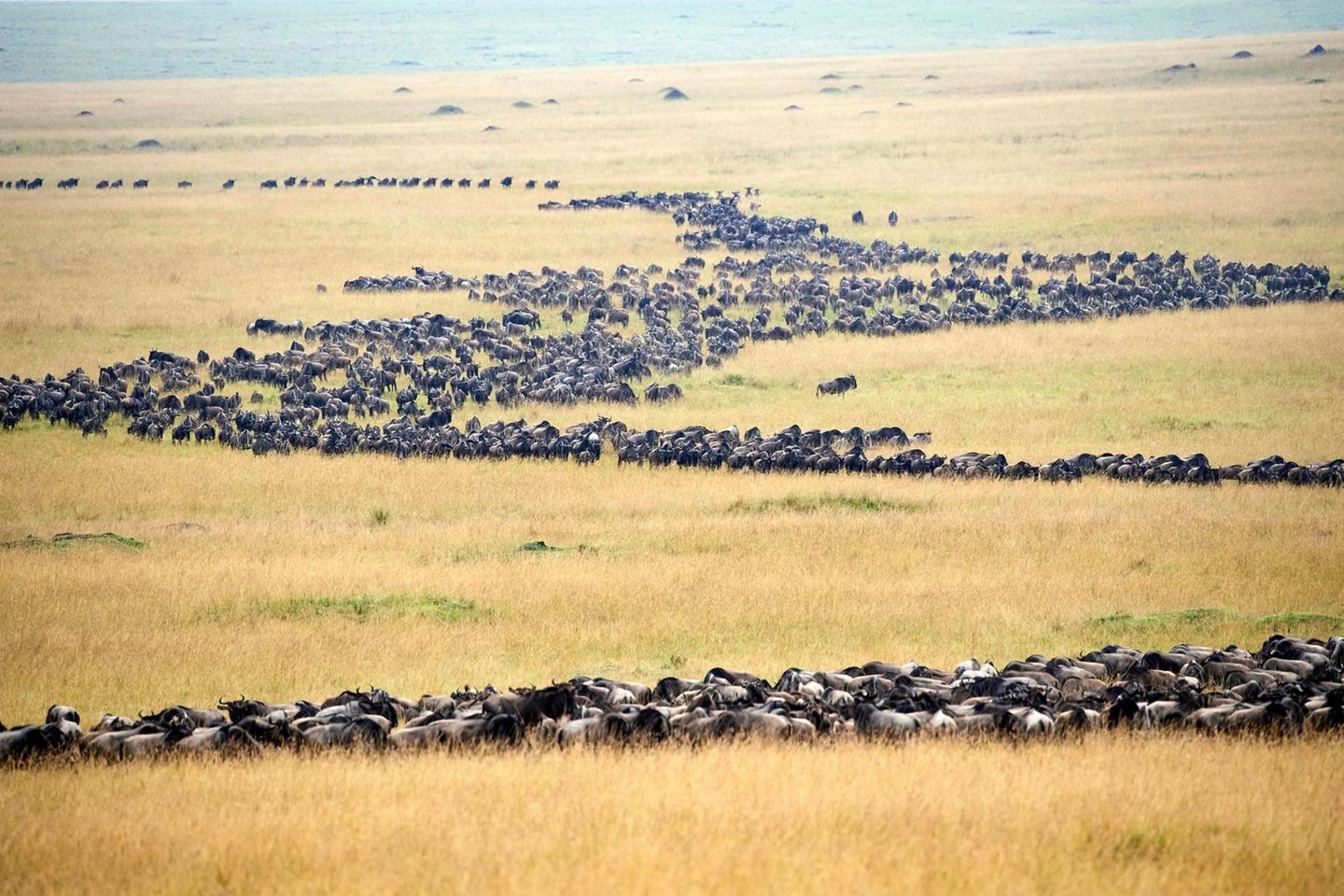 Kurz vor der Regenzeit ziehen gigantische Gnu-Herden aus der bewaldeten Savanne Tansanias in den Masai-Mara-Nationalpark in Kenia: Die offenen Ebenen locken mit Unmengen frischen, nahrhaften Gräsern