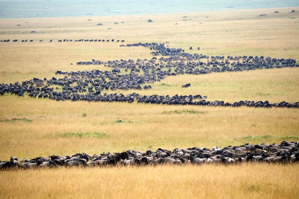 Just before the rainy season, giant herds of wildebeest migrate from Tanzania's forested savannah to Kenya's Masai Mara National Park: the open plains beckon with plenty of fresh, nutritious grasses.