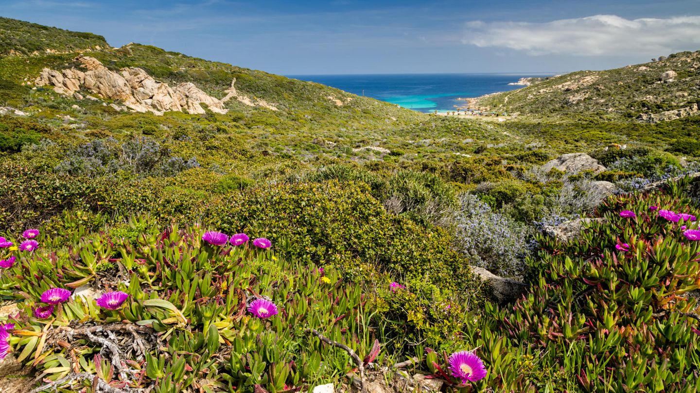 Blick über Wiesen mit Blumen bis hin zum Meer in La Revellata