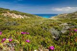 Blick über Wiesen mit Blumen bis hin zum Meer in La Revellata