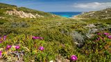 Blick über Wiesen mit Blumen bis hin zum Meer in La Revellata