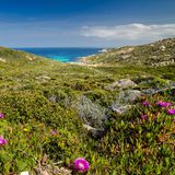 Blick über Wiesen mit Blumen bis hin zum Meer in La Revellata