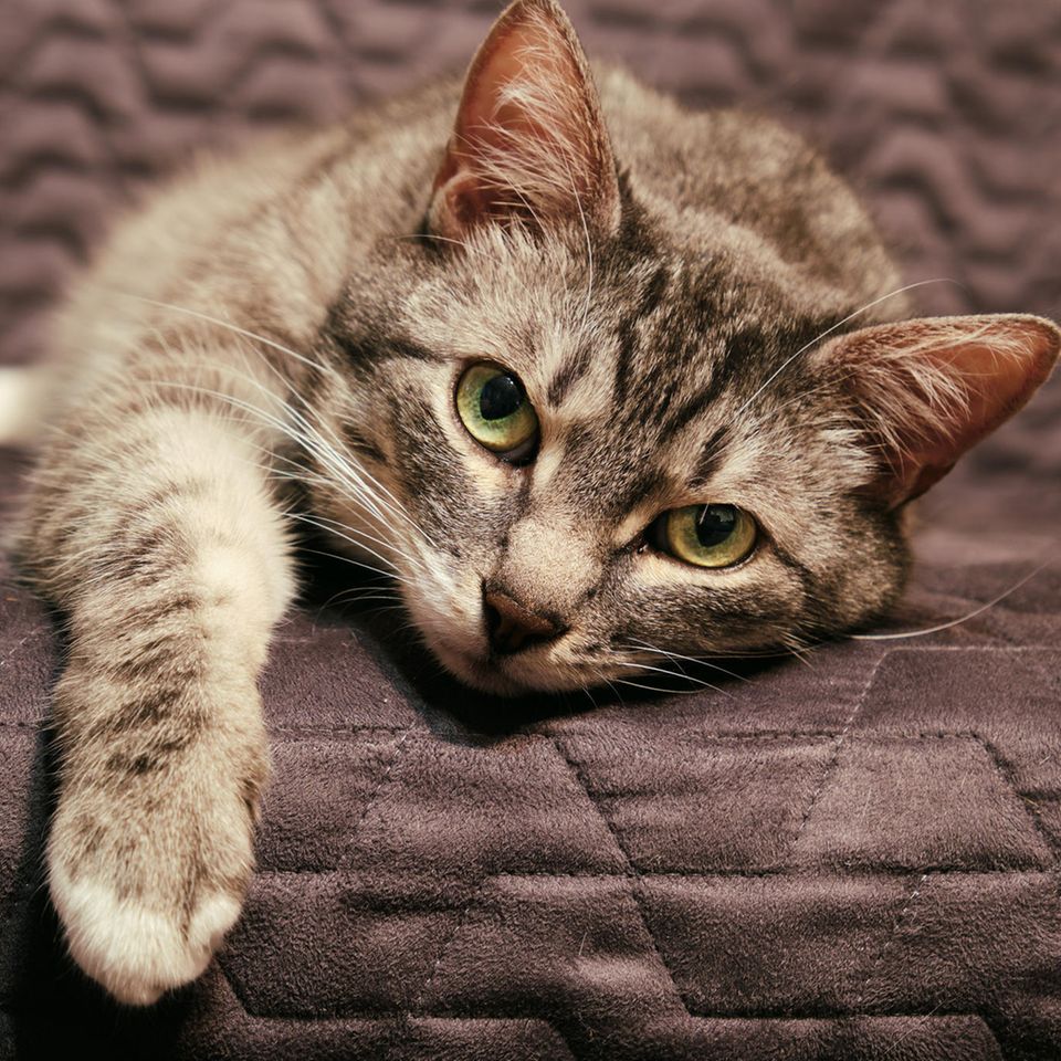 Trauer bei Tieren: "Katzen sind sozial minderbemittelt"