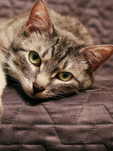Trauer bei Tieren: "Katzen sind sozial minderbemittelt"