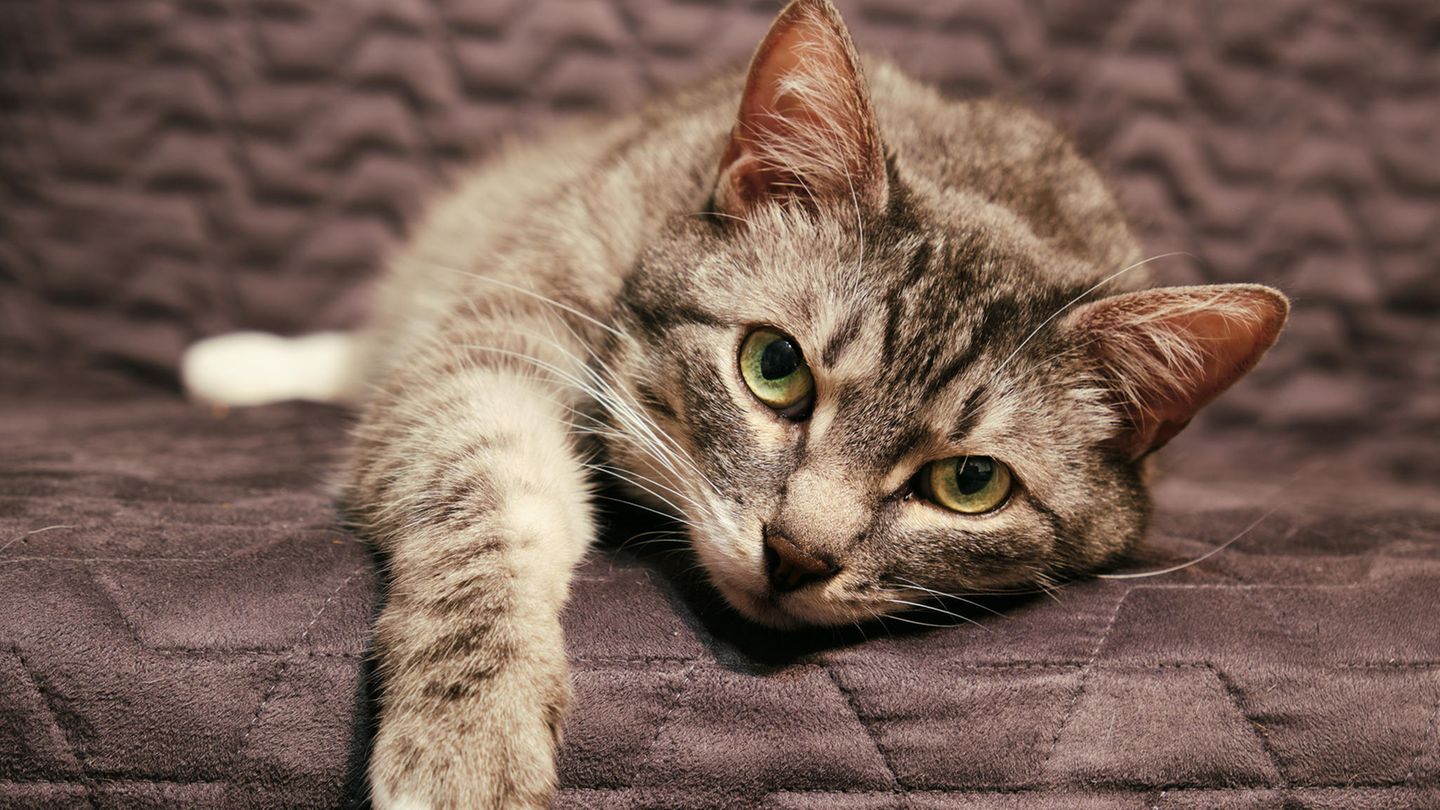 Trauer bei Tieren: "Katzen sind sozial minderbemittelt" Trauer bei Tieren: "Katzen sind sozial minderbemittelt"