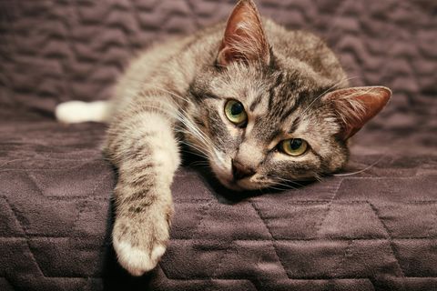 Trauer bei Tieren: "Katzen sind sozial minderbemittelt"