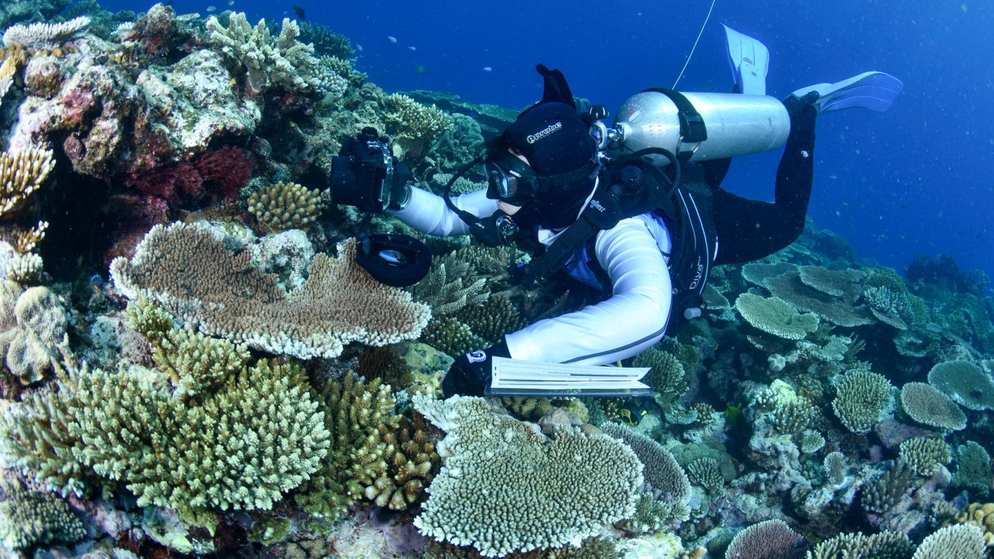 Mehr als 90 Prozent der im Jahr 2022 untersuchten Korallen des Great Barrier Reefs wurden beim vierten derartigen Massenereignis innerhalb von sieben Jahren im größten Korallenriff-Ökosystem der Welt gebleicht