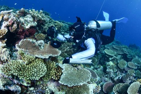 Mehr als 90 Prozent der im Jahr 2022 untersuchten Korallen des Great Barrier Reefs wurden beim vierten derartigen Massenereignis innerhalb von sieben Jahren im größten Korallenriff-Ökosystem der Welt gebleicht