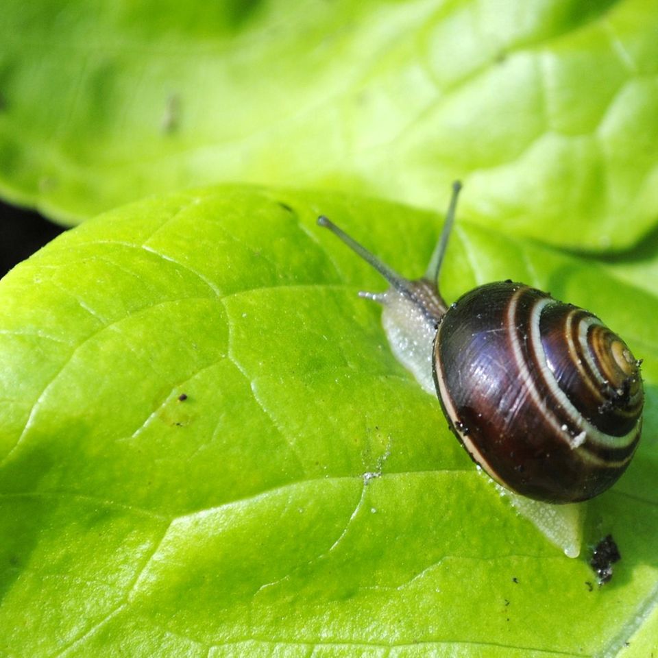 Schneckenzaun: Schnecke sitzt auf einem Salatblatt
