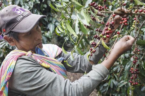 Kaffee-Ernte in Peru: In Deutschland ist die aromatische Bohne das umsatzstärkste Fairtrade-Produkt