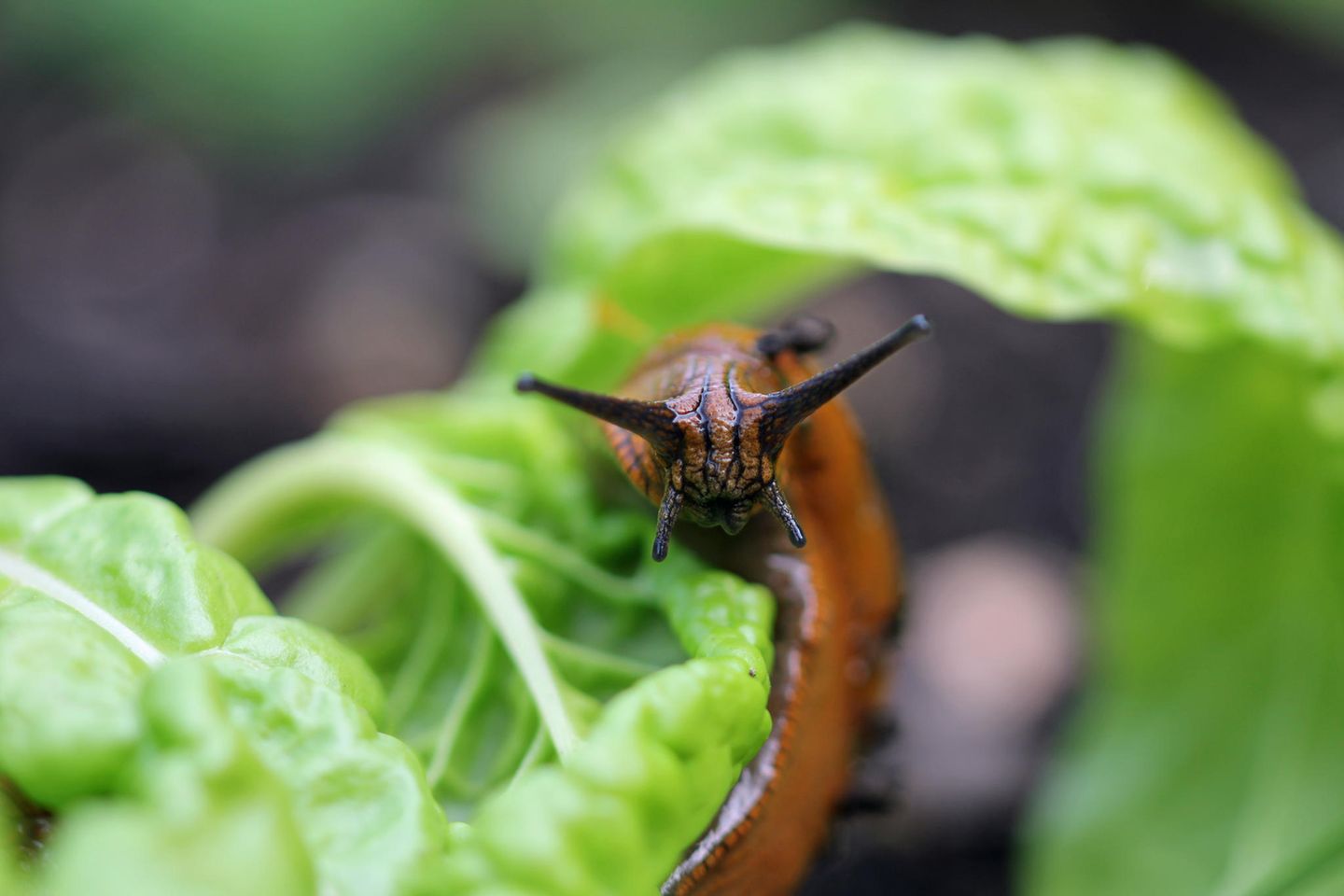 Schneckenzaun: Eine Nacktschnecke sitzt auf einem Salatblatt