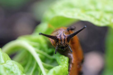 Schneckenzaun: Eine Nacktschnecke sitzt auf einem Salatblatt