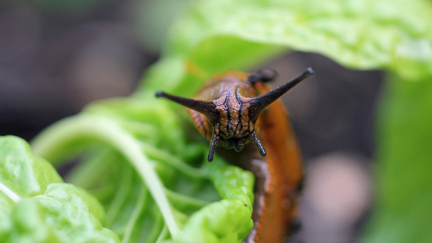 Schneckenzaun: Eine Nacktschnecke sitzt auf einem Salatblatt