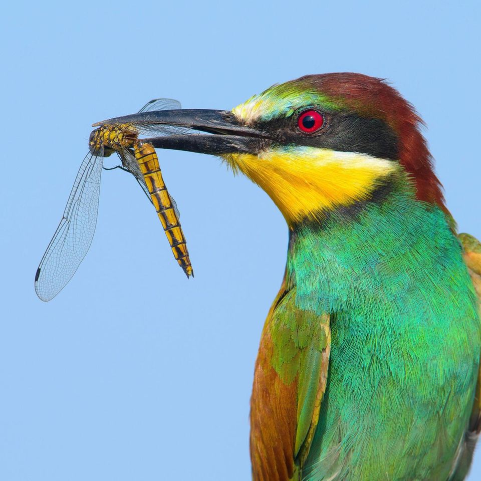 Tiere: Bienenfresser: Ein farbenfroher Flugkünstler breitet sich in Deutschland aus