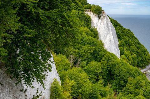 Der Königsstuhl an der Kreideküste im Nationalpark Jasmund auf Rügen