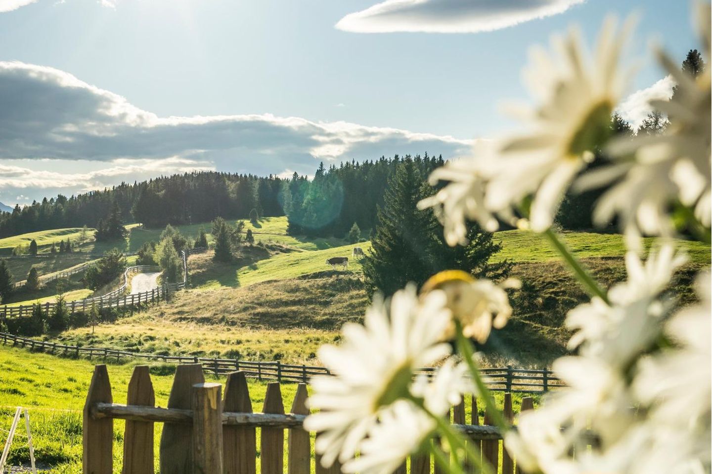 Südtirol betört mit Landschaften wie aus dem Bilderbuch, etwa der Rodenecker Alm im Eisacktal. Aber durch die Blumen gesagt: Commissario Grauner hat hier in Koppelstätters Krimi-Reihe ziemlich zu tun
