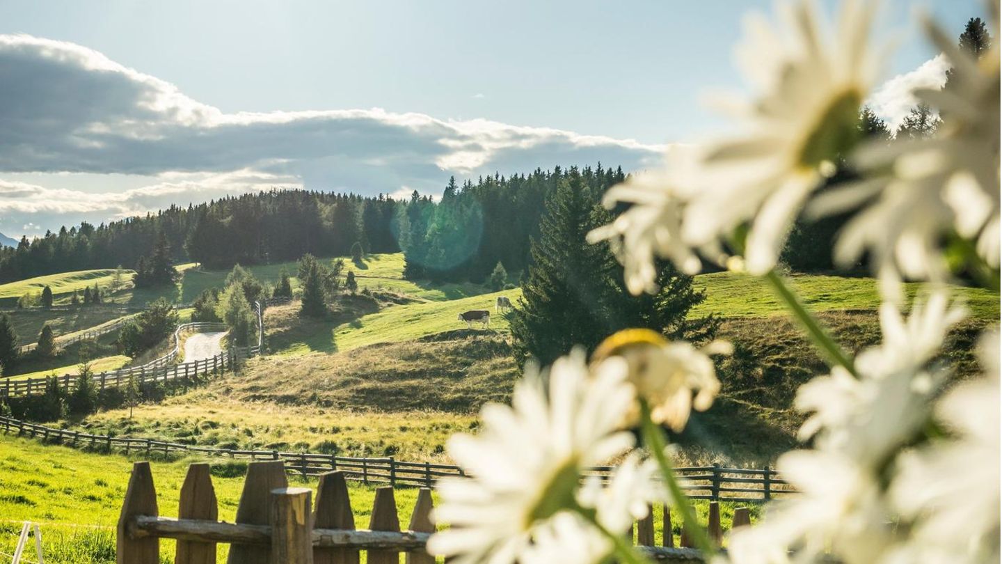 Südtirol betört mit Landschaften wie aus dem Bilderbuch, etwa der Rodenecker Alm im Eisacktal. Aber durch die Blumen gesagt: Commissario Grauner hat hier in Koppelstätters Krimi-Reihe ziemlich zu tun