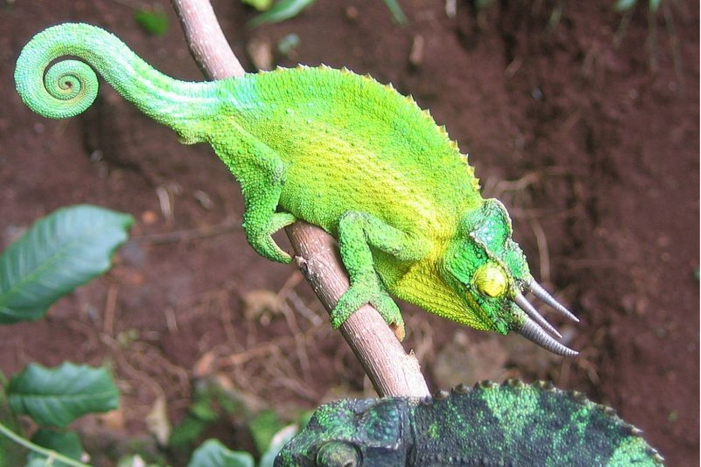 Three-horned chameleon in Hawaii