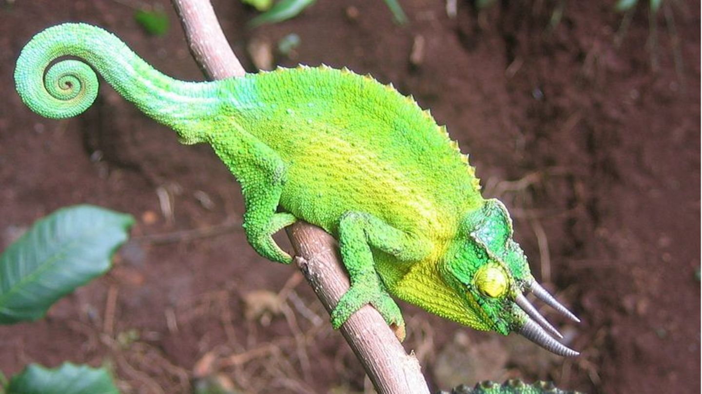 Dreihornchamäleon auf Hawaii