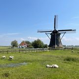 Schafe, Weiden und Windmühle bei Workum