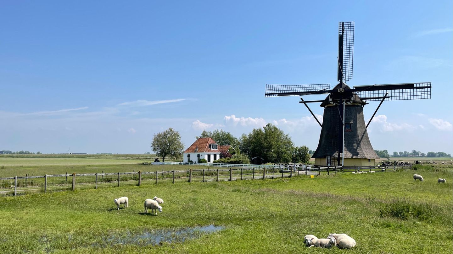 Workum - eine Landpartie Schafe, Weiden und Windmühle bei Workum