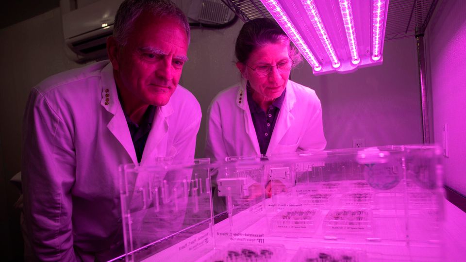 Rob Ferl (links) und Anna-Lisa Paul betrachten die Platten, die teils mit Monderde und teils mit Kontrollerden gefüllt sind. Ob die Samen im Mondboden überhaupt keimen würden, wussten die Wissenschaftler damals noch nicht