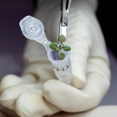 Eine während des Experiments gewachsene Pflanze wird für eine genetische Analyse in einen Behälter eingeführt
