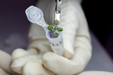 Eine während des Experiments gewachsene Pflanze wird für eine genetische Analyse in einen Behälter eingeführt