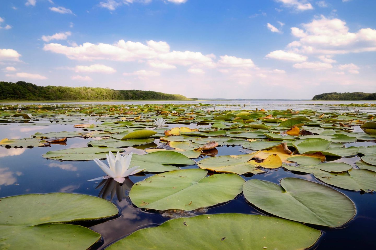 Sommerfrische im Naturpark Nossentiner/Schwinzer Heide http://www.naturpark-nossentiner-schwinzer-heide.de/