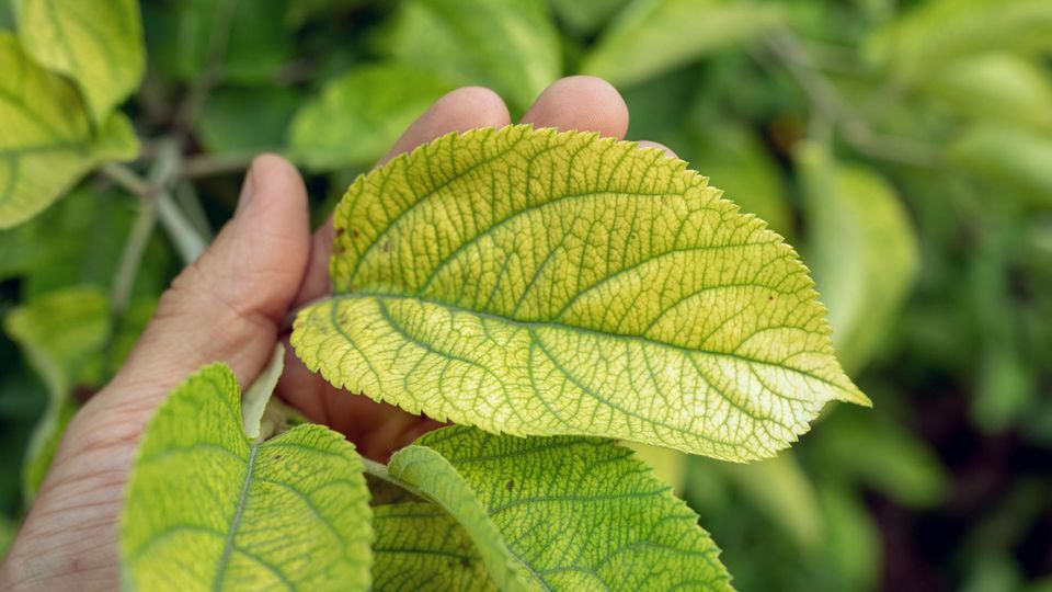 Gelbe Blätter mit grünen Blattadern Gelbe Blätter mit grünen Blattadern