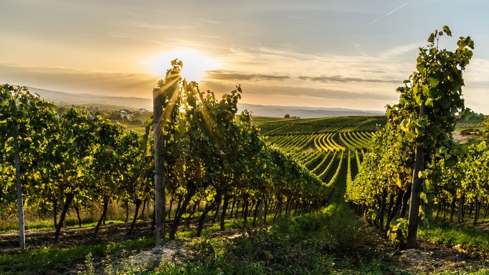 Weinberge in Rheinhessen Weinberge in Rheinhessen