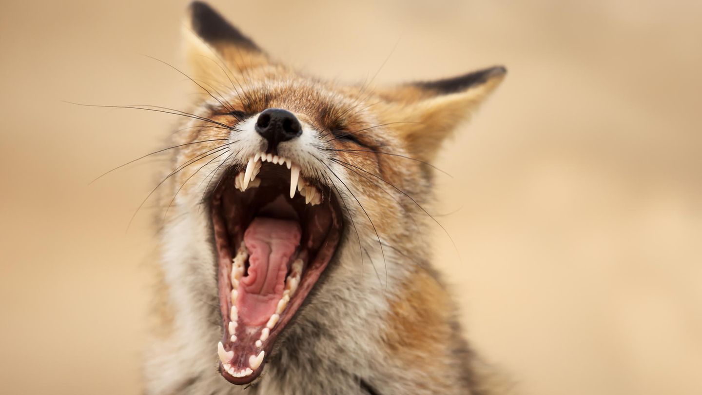 Gähnender Fuchs