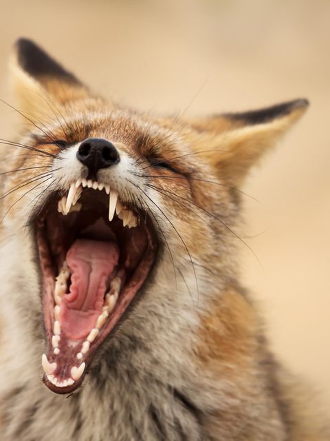 Gähnender Fuchs