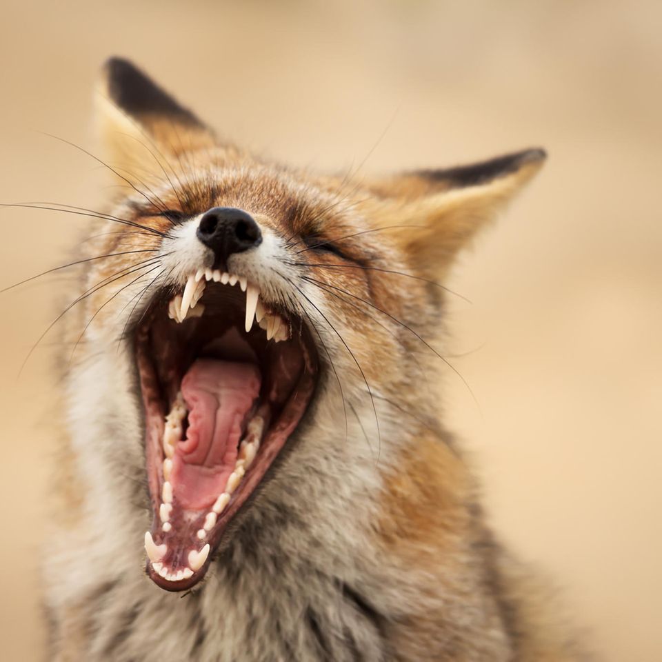Gähnender Fuchs