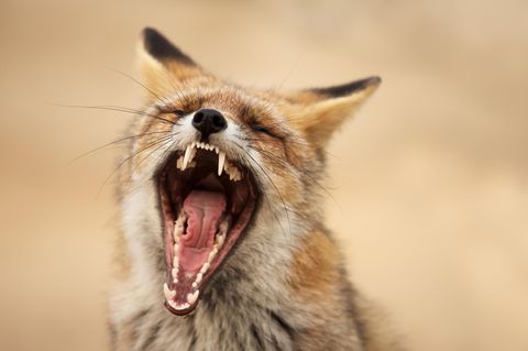 Gähnender Fuchs