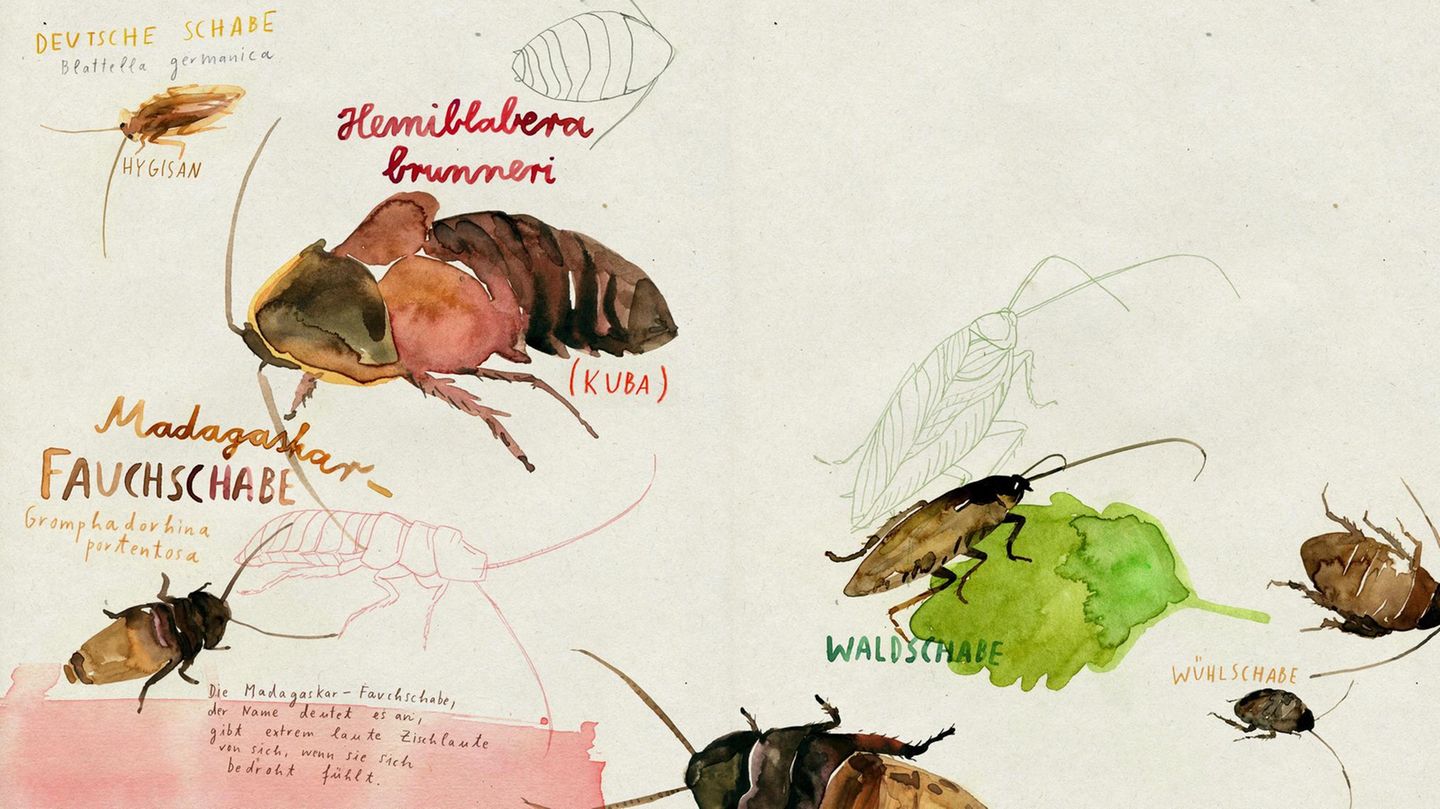 Illustration verschiedener Schabenarten