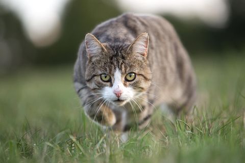 So genannte Freigänger-Katzen erbeuten Schätzungen zufolge allein in Deutschland jedes Jahr Dutzende Millionen Vögel