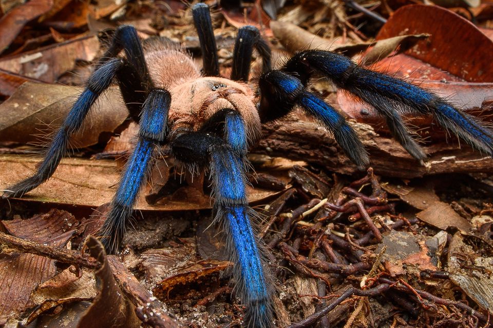 Wegen ihrer Färbung ist Birupes simoroxigorum bei Spinnenhalter*innen beliebt. Über ihre eigentliche Verbreitung und Lebensweise ist wenig bekannt